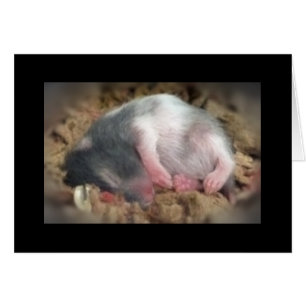 Sleeping Baby Hamster