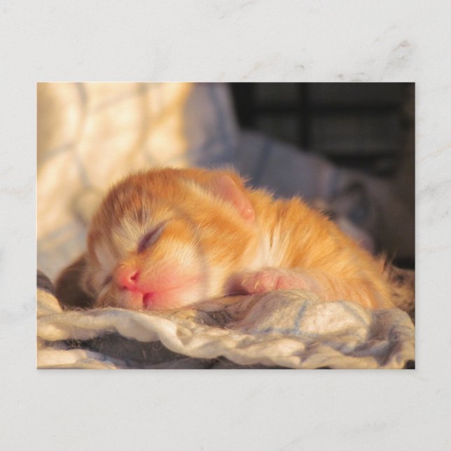 Sleeping Baby Kitten Postcard (Front)