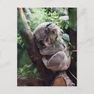 Sleeping Baby Koala Postcard