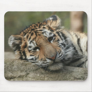 Sleeping Baby Tiger Mouse Mat