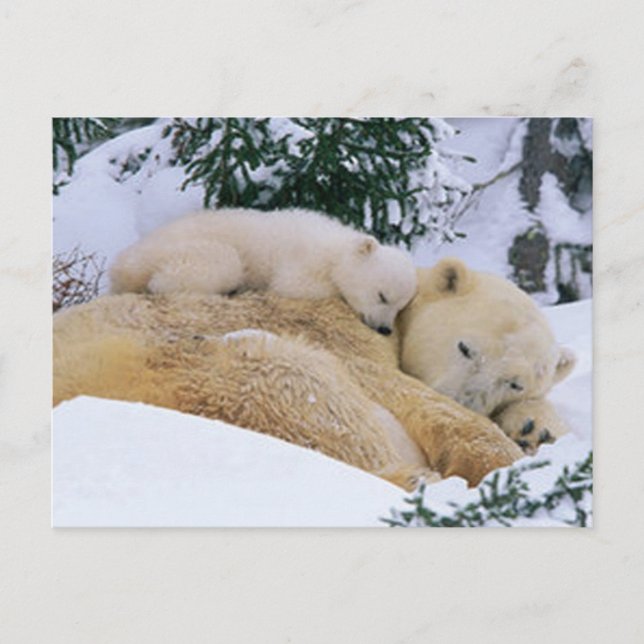 Sleeping Bear Postcard (Front)