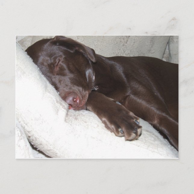 Sleeping Beauty Postcard (Front)