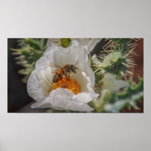 sleeping bee poster