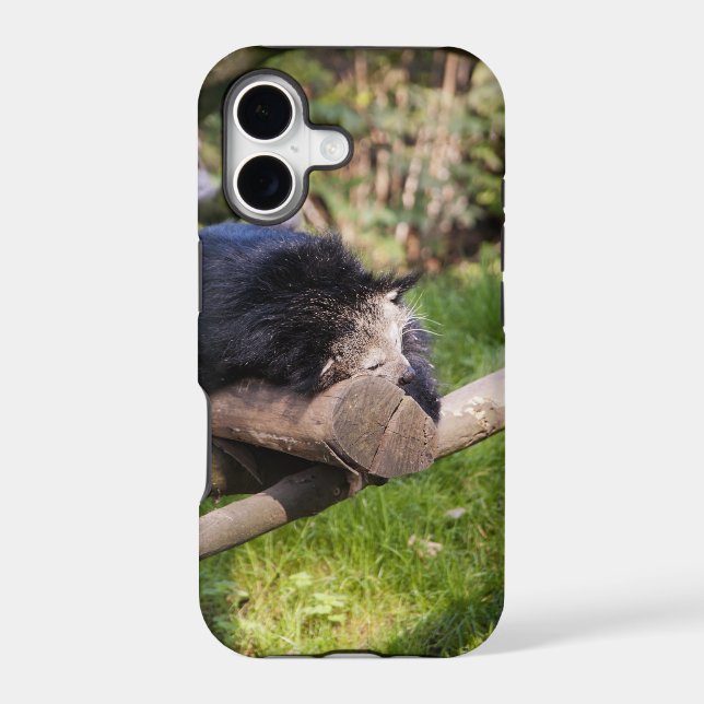 Sleeping Binturong (Back)