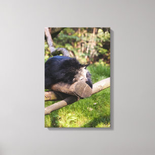 Sleeping Binturong Canvas Print