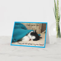 Sleeping Black and White Cat Sympathy 