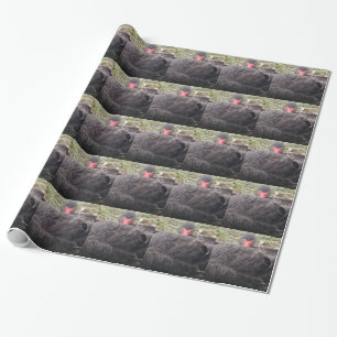 Sleeping Black Swan Wrapping Paper