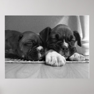 Sleeping Boxer puppies canvas print