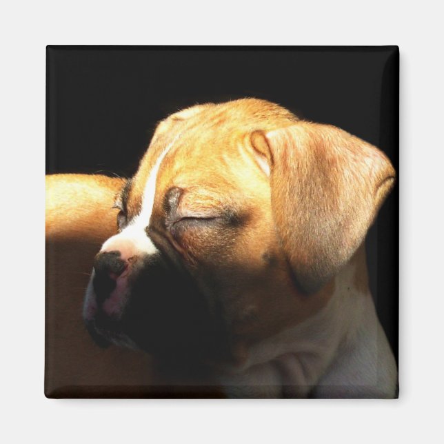 Sleeping boxer puppy magnet (Front)