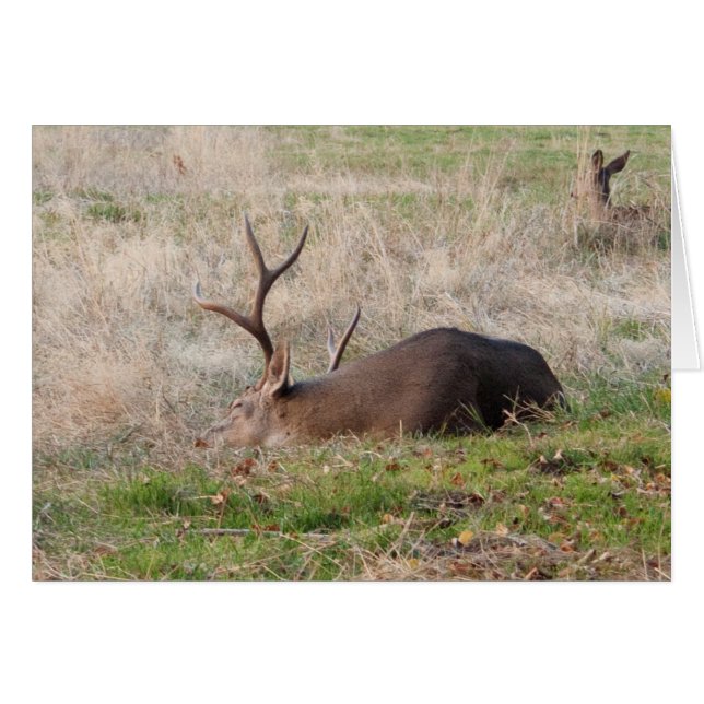 Sleeping Buck/Wake Me For the Cake (Front Horizontal)