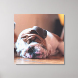 Sleeping Bulldog Bown and White Puppy Canvas Print