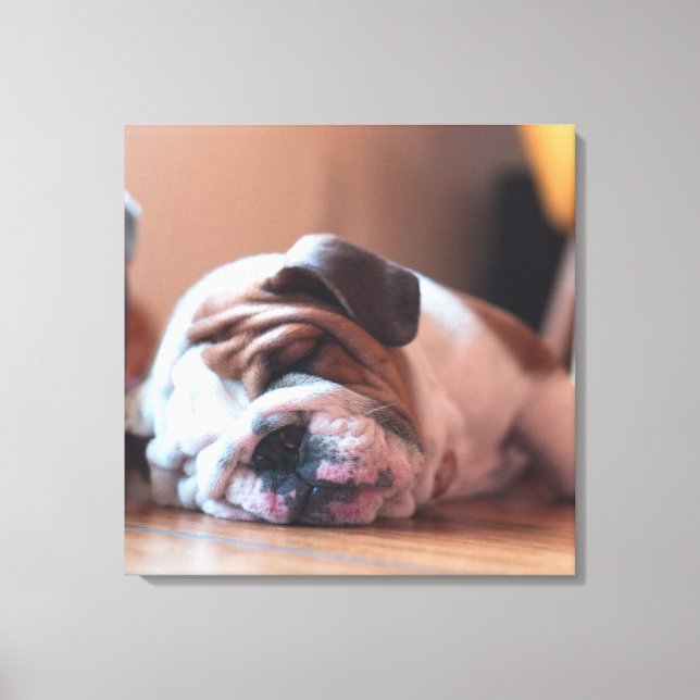 Sleeping Bulldog Bown and White Puppy Canvas Print (Front)