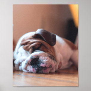 Sleeping Bulldog Bown and White Puppy Poster