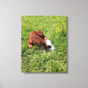Sleeping Calf Canvas Print