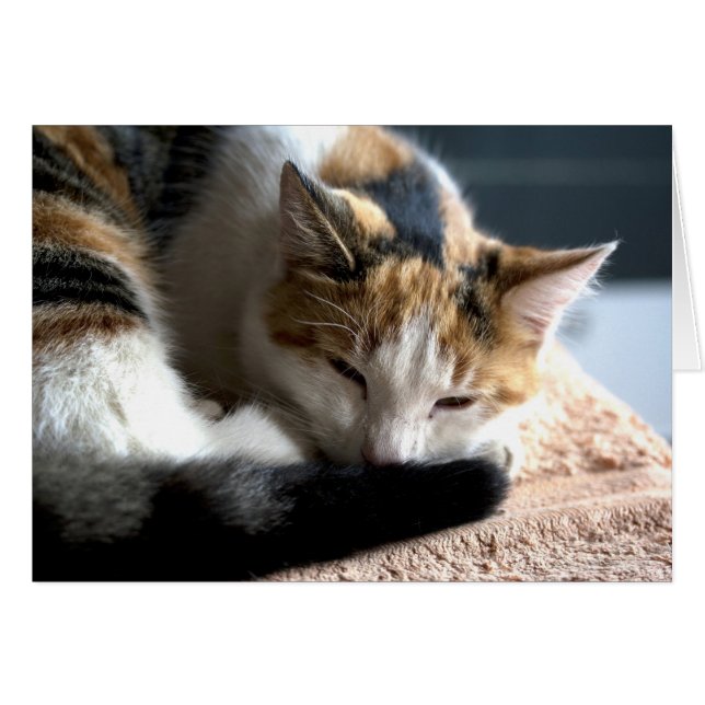 Sleeping Calico Cat (Front Horizontal)