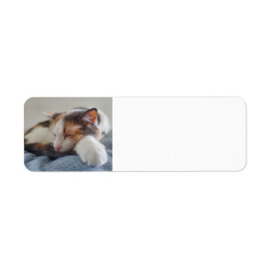 Sleeping Calico cat