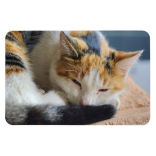 Sleeping Calico Cat Magnet