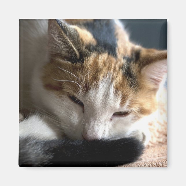 Sleeping Calico Cat Magnet (Front)