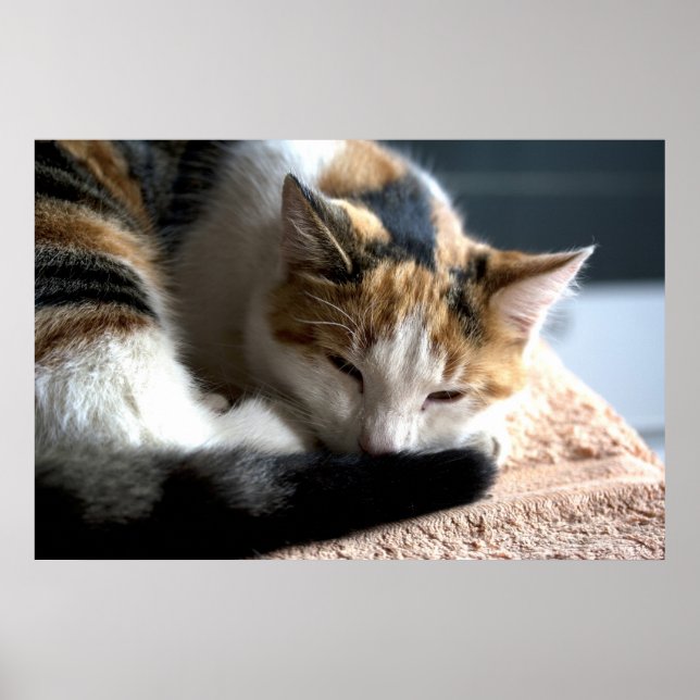 Sleeping Calico Cat Poster (Front)