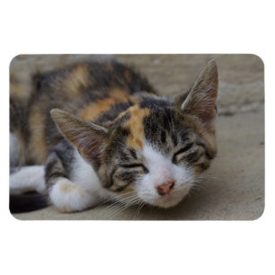 Sleeping Calico Kitten Magnet