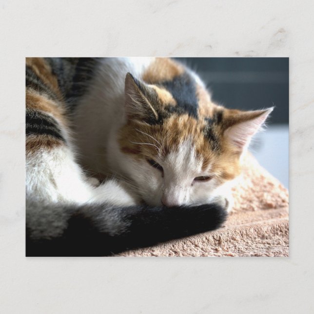Sleeping Calico Postcard (Front)