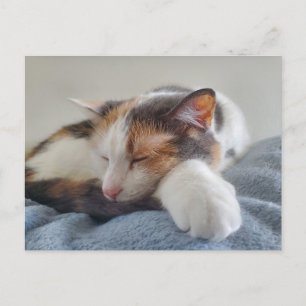 Sleeping Calico Postcard