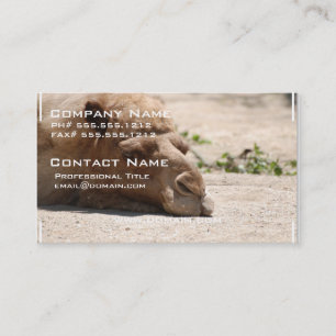 Sleeping Camel Business Card