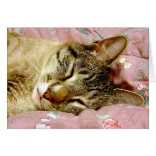 Sleeping Cat