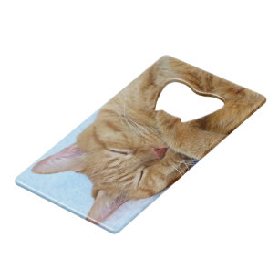 Sleeping Cat