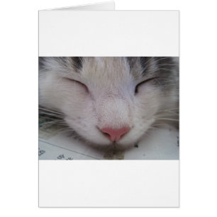 Sleeping Cat