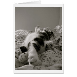 Sleeping Cat