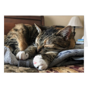 Sleeping Cat