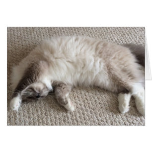 Sleeping Cat, card