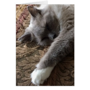 Sleeping Cat, card