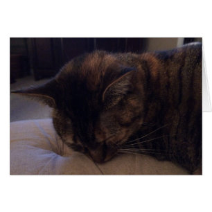 Sleeping Cat, card