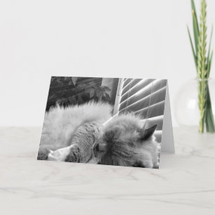 Sleeping Cat, card