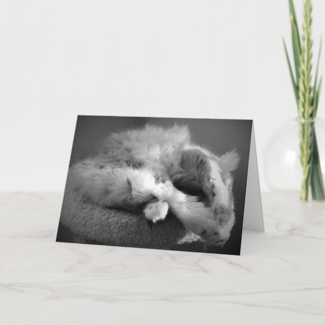Sleeping Cat card (Front)