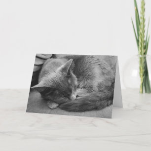 Sleeping Cat card