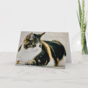 Sleeping Cat Card Calico Cat