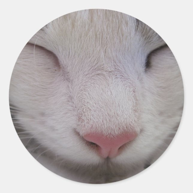 Sleeping Cat Classic Round Sticker (Front)