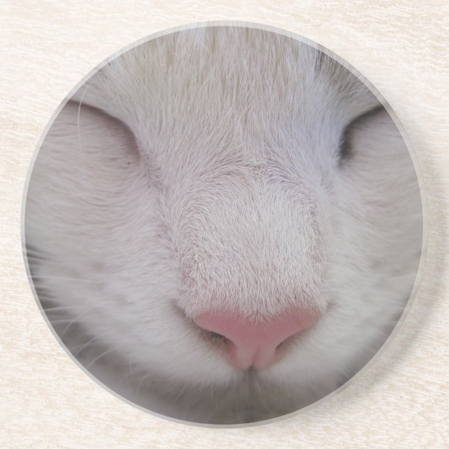 Sleeping Cat Coaster (Front)