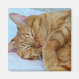Sleeping Cat Magnet