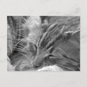 sleeping cat postcard