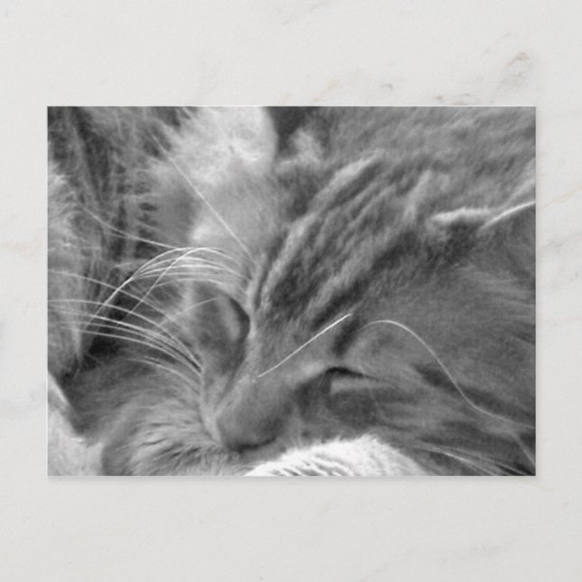 sleeping cat postcard (Front)