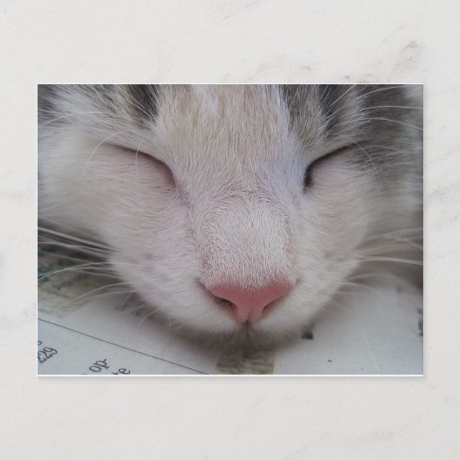 Sleeping Cat Postcard (Front)