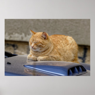 Sleeping cat poster