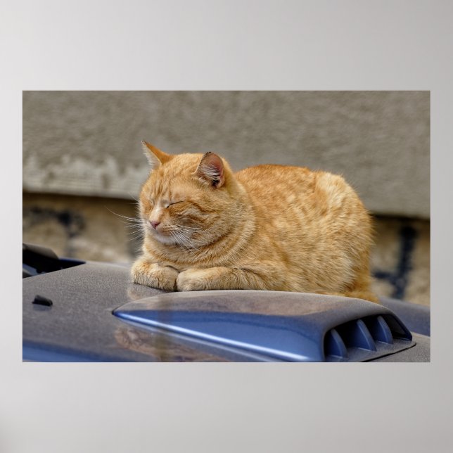 Sleeping cat poster (Front)