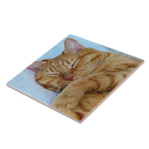 Sleeping Cat Tile