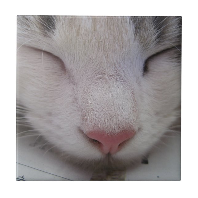 Sleeping Cat Tile (Front)