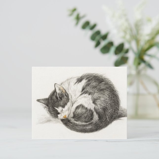 Sleeping Cat Vintage illustration Postcard (Standing Front)